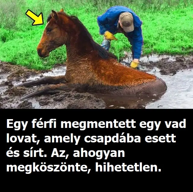 vadlo23432342432maxresdefault